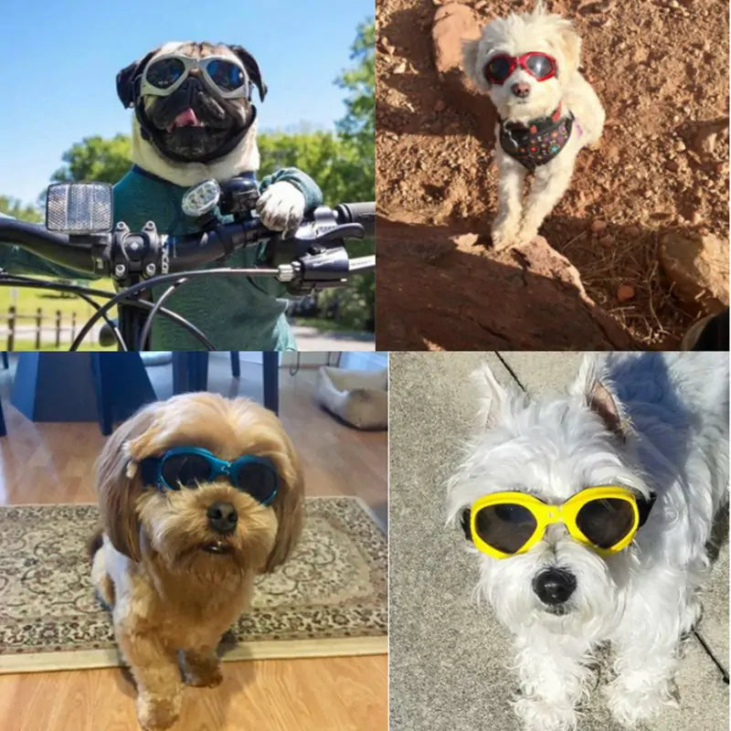 Cool Dog Sunglasses